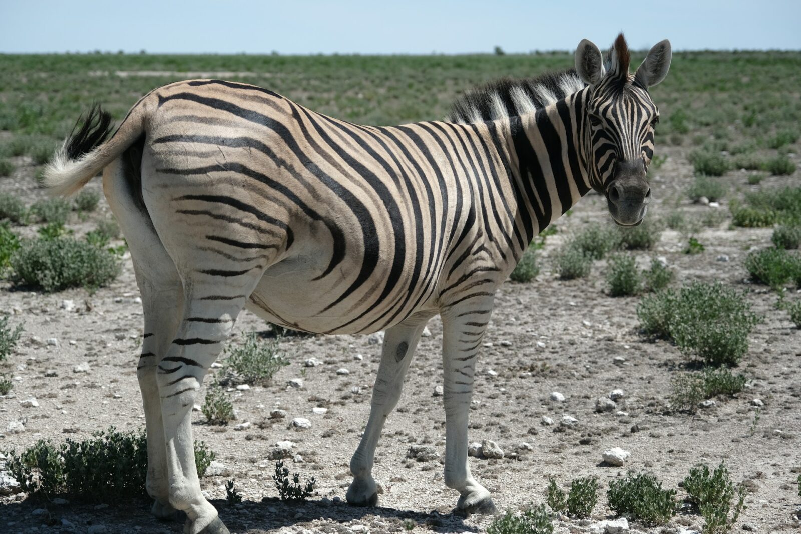 andreea-munteanu-gG_8KdNxBeo-unsplash