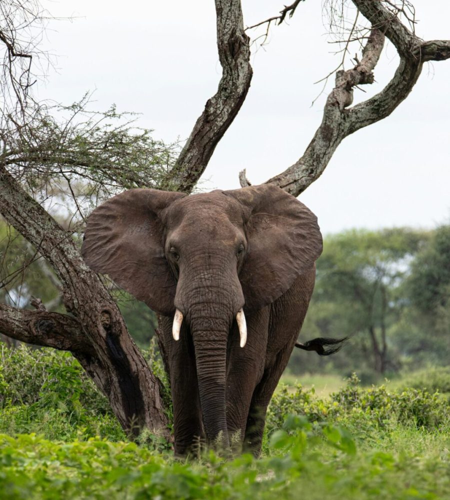 glen-michaelsen-AyJrKwzsQ2A-unsplash